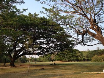 Trees in park