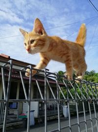 Low angle view of cat looking away against sky