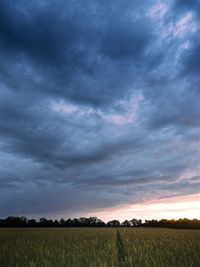 Scenic view of agricultural field against sky during sunset