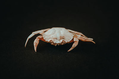 Close-up of crab