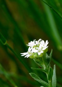 Close-up of white flower tree