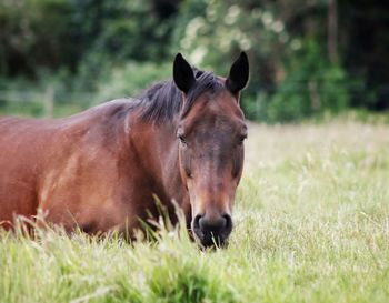 Close-up of a horse on field