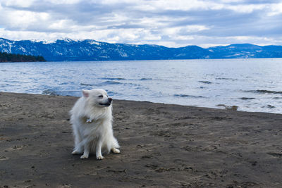 Dog standing at beach