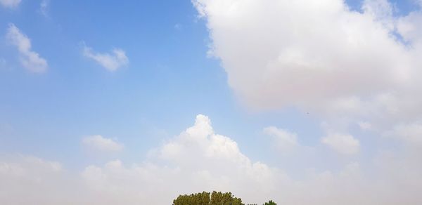 Low angle view of trees against blue sky