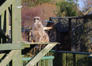 Squirrel on railing against trees