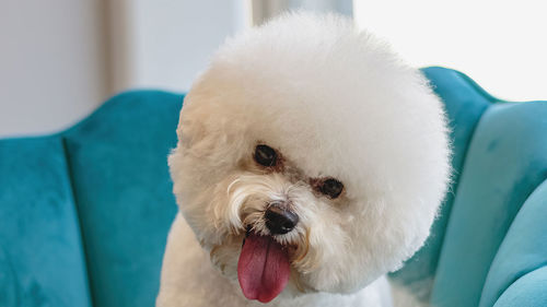 Close-up portrait of dog