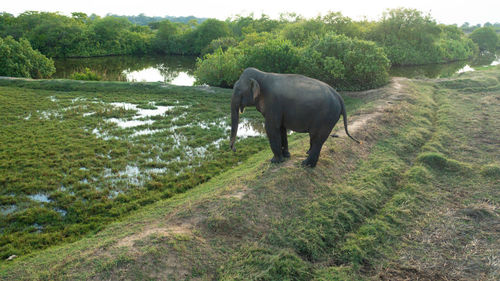 Aerial view of elephant on agricultural fields in the countryside. arugam bay sri lanka.