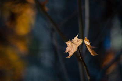 Close-up of dry maple leaves during autumn