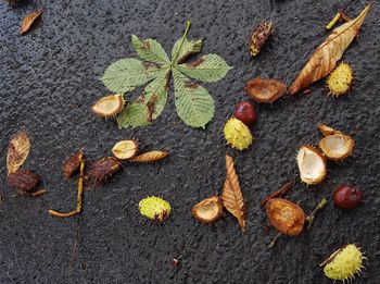 High angle view of dry leaves on plant