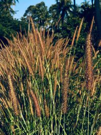 Close-up of plants growing on field