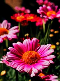 Close-up of pink flowering plants