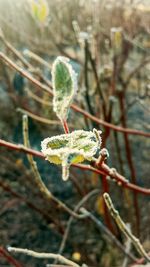 Close-up of plant against blurred background