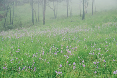 Purple flowering plants on field