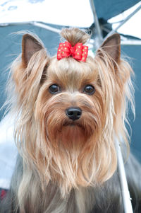 Close-up portrait of a dog