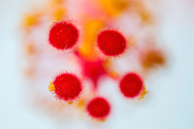 Close-up of flowers