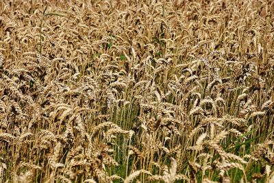 Plants growing on field