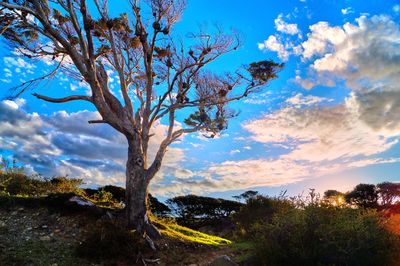 Tree on field against blue sky