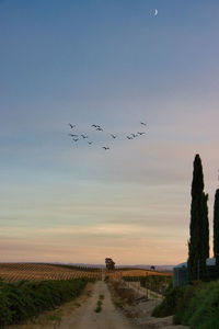 Birds flying over land against sky during sunset