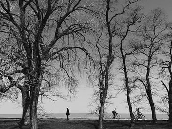 Silhouette trees on beach against sky