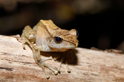 Close-up of frog on wood