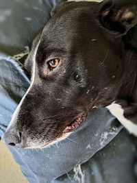 Close-up of dog looking away