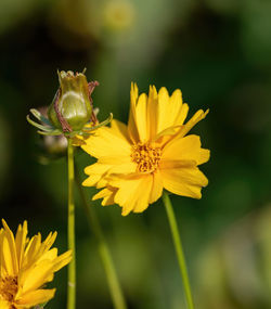 Close-up of yellow flowering plant