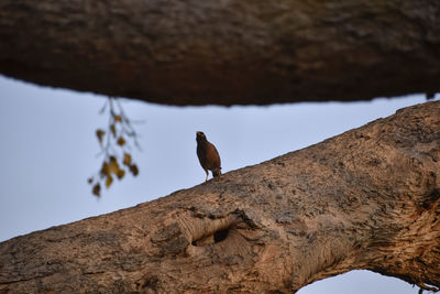 Low angle view of bird perching on rock