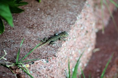 High angle view of lizard on land