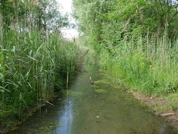 High angle view of bird amidst plants in river