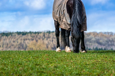 Horse grazing on grassy field against sky