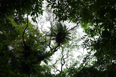 Low angle view of trees in forest against sky