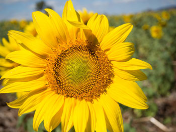 Close-up of sunflower