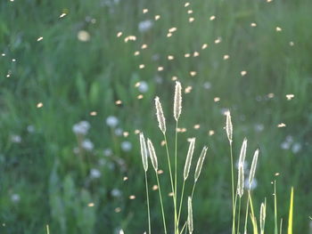 Close-up of plant growing in field