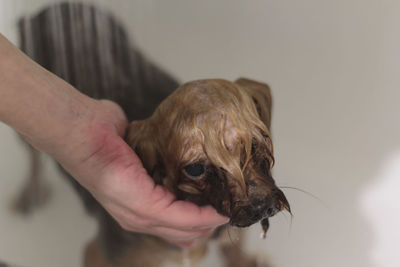 Small yorkshire terrier dog taking a bath