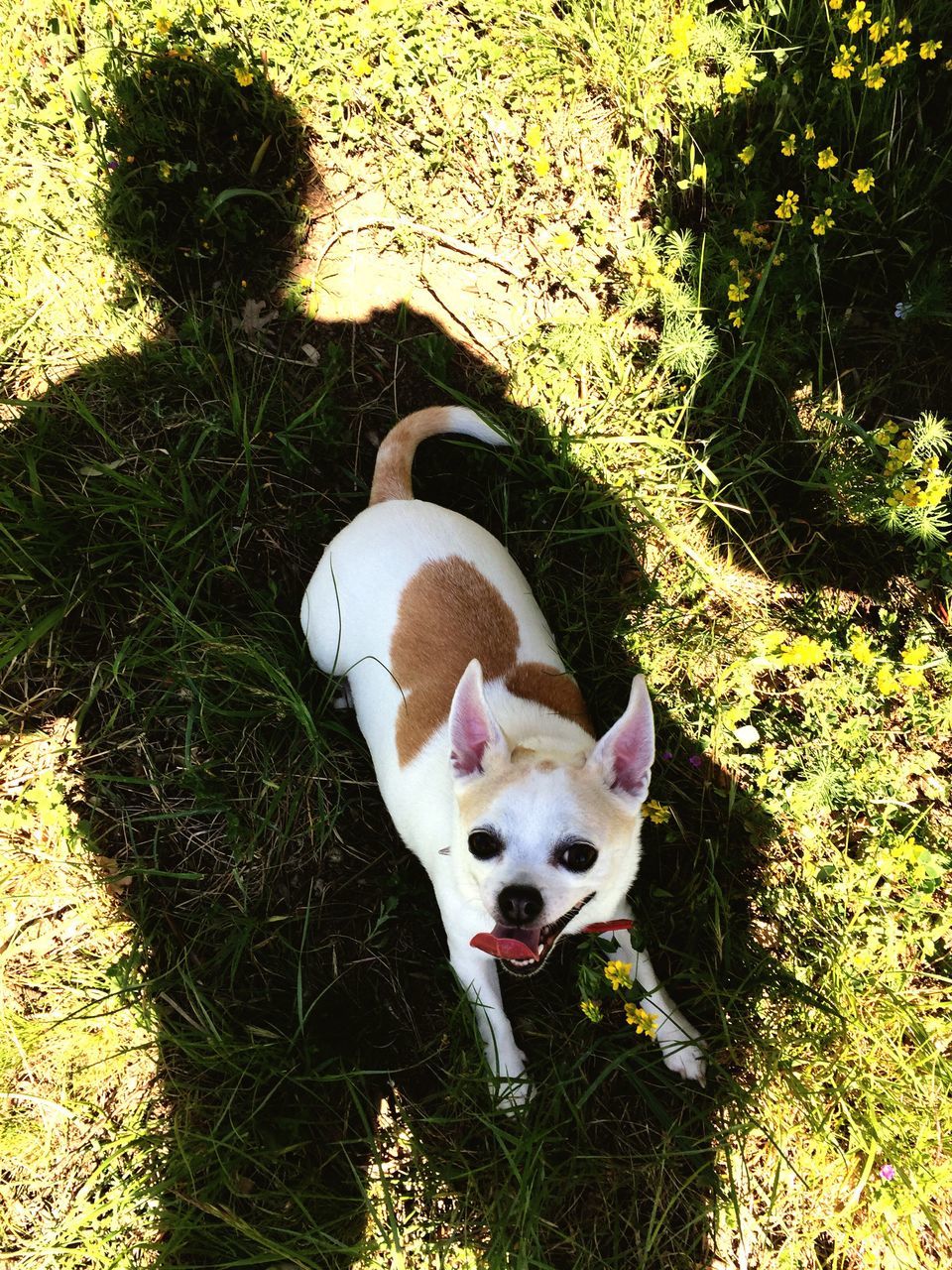 domestic animals, pets, dog, animal themes, mammal, one animal, high angle view, white color, looking at camera, portrait, grass, field, pet collar, no people, full length, pet leash, standing, puppy, day, outdoors