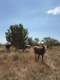 Horse standing in a field