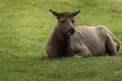 Portrait of sheep on grassy field