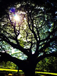 Low angle view of trees