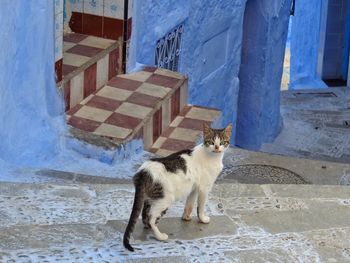 Portrait of cat steps by house