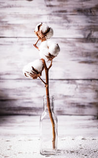 Close-up of wilted plant on beach