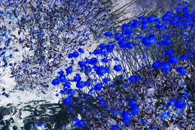 Close-up of flowers against blue sky