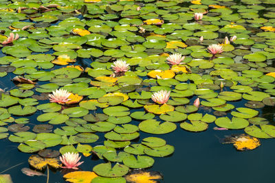 water lily