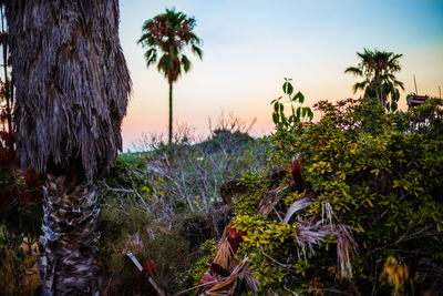 Scenic view of palm trees against sky during sunset