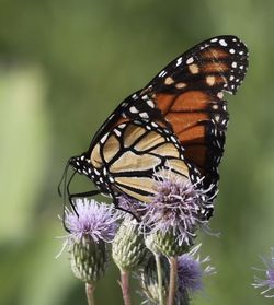 Close-up of butterfly pollinating on purple flower