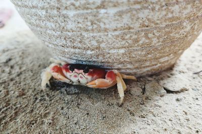 Close-up of a shell