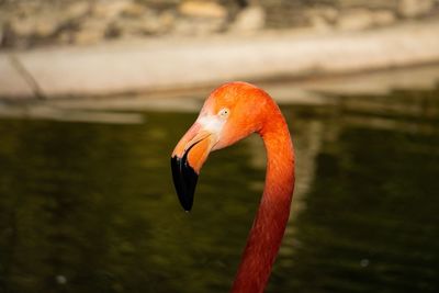 Close-up of a bird