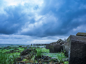 Plants by sea against sky