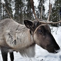 Close-up of deer standing on snowy field during winter