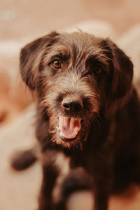 Close-up portrait of dog