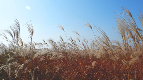 Close-up of wheat field against clear sky